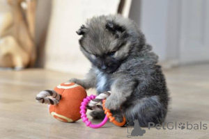 Foto №1. pommersche spitz - zum Verkauf in der Stadt Alekšince | verhandelt | Ankündigung № 167119