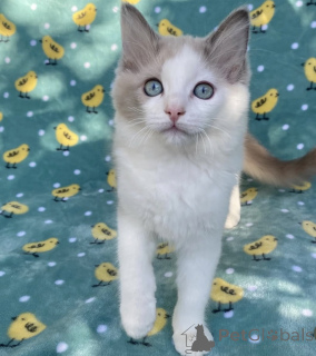 Foto №1. ragdoll-katze - zum Verkauf in der Stadt California Gully | 2809€ | Ankündigung № 176610