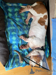 Foto №3. Weiblicher Basset Hound verfügbar. Deutschland