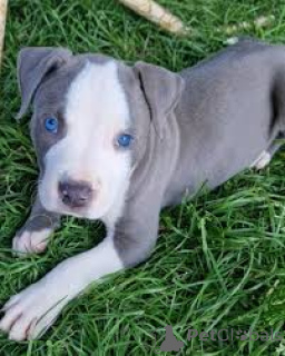 Foto №3. Staffordshire-Bullterrierin ist sehr beliebt. Finnland