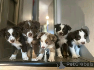 Foto №2 zu Ankündigung № 138932 zu verkaufen australian shepherd - einkaufen Deutschland quotient 	ankündigung, züchter