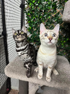 Foto №2 zu Ankündigung № 152756 zu verkaufen bengal katzenrasse - einkaufen Schweiz quotient 	ankündigung