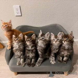 Foto №1. maine-coon-katze - zum Verkauf in der Stadt Hamburg | verhandelt | Ankündigung № 163218