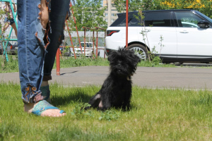 Foto №3. Affenpinscher Welpen. Russische Föderation
