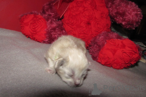 Foto №4. Ich werde verkaufen ragdoll-katze in der Stadt Charleston. züchter - preis - 581€