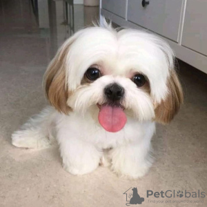 Foto №4. Ich werde verkaufen shih tzu in der Stadt Фокино.  - preis - 300€