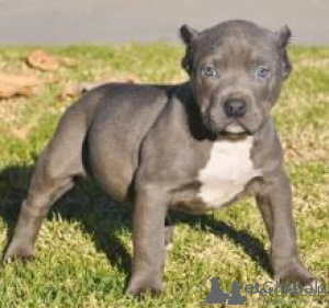 Foto №1. american pit bull terrier - zum Verkauf in der Stadt Tiflis | verhandelt | Ankündigung № 174917