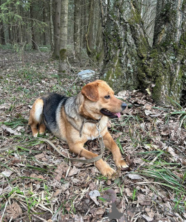 Foto №4. Ich werde verkaufen mischlingshund in der Stadt Москва.  - preis - Frei