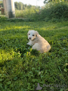 Foto №4. Ich werde verkaufen border collie in der Stadt Gościm. quotient 	ankündigung - preis - 850€