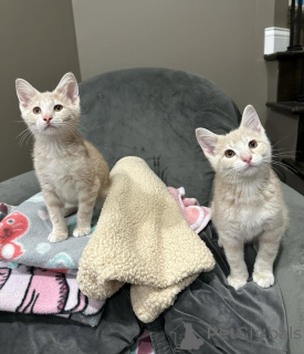 Foto №1. hauskatze - zum Verkauf in der Stadt München | 650€ | Ankündigung № 150630