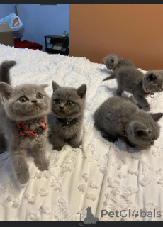 Foto №1. europäisch kurzhaar - zum Verkauf in der Stadt Arel | 700€ | Ankündigung № 161425