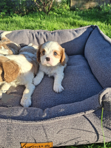 Foto №3. Perfekte reinrassige Cavalier King Charles Spaniel-Welpen.. Schweden