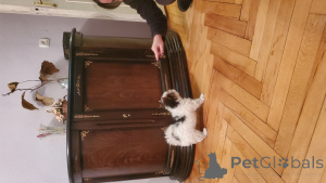 Foto №2 zu Ankündigung № 159711 zu verkaufen biewer terrier - einkaufen Georgien quotient 	ankündigung