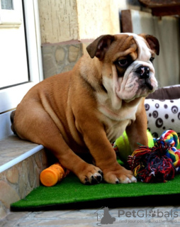 Zusätzliche Fotos: Englische Bulldogge, Spitzen rasse