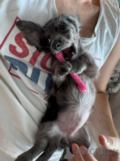 Foto №4. Ich werde verkaufen dackel in der Stadt Berlin. züchter - preis - verhandelt