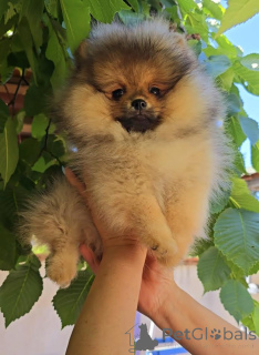 Foto №3. Pomeranian, wunderschöne Boo-Welpen. Serbien