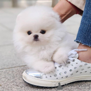 Foto №1. pommersche spitz - zum Verkauf in der Stadt London | Frei | Ankündigung № 141358