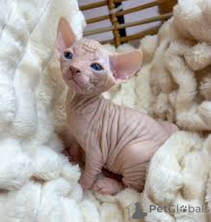 Foto №1. sphynx cat - zum Verkauf in der Stadt Paris | 500€ | Ankündigung № 165500