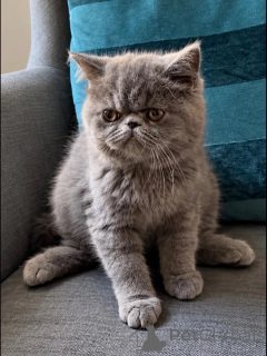 Foto №1. exotische kurzhaarkatze - zum Verkauf in der Stadt Bayerbach | 350€ | Ankündigung № 178455