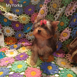 Foto №2 zu Ankündigung № 3888 zu verkaufen yorkshire terrier - einkaufen Russische Föderation züchter