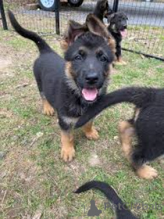 Foto №1. deutscher schäferhund - zum Verkauf in der Stadt Rotterdam | 1000€ | Ankündigung № 165593