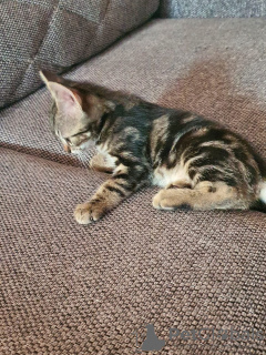 Foto №4. Ich werde verkaufen bengal katzenrasse in der Stadt Nürnberg. quotient 	ankündigung - preis - 350€