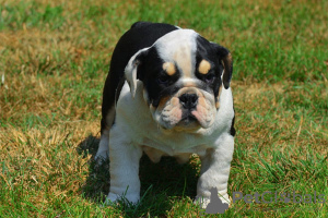 Foto №2 zu Ankündigung № 109104 zu verkaufen englische bulldogge - einkaufen Deutschland quotient 	ankündigung, züchter