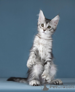 Foto №2 zu Ankündigung № 138373 zu verkaufen maine-coon-katze - einkaufen Russische Föderation quotient 	ankündigung