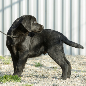 Zusätzliche Fotos: Labrador Retriever Welpen