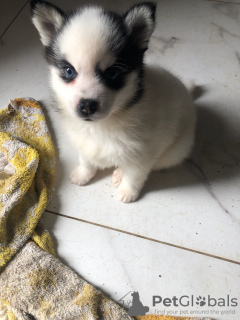 Foto №3. Pomsky f4. Frankreich