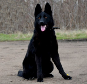 Zusätzliche Fotos: schwarzer Rüde, Schäferhund ab 19.11, KSU / FCI metrisch