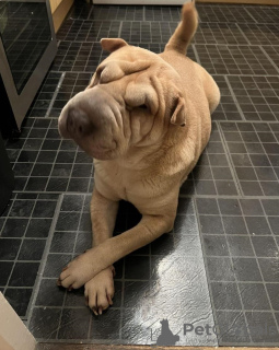 Foto №1. shar-pei - zum Verkauf in der Stadt Mailand | 350€ | Ankündigung № 110902