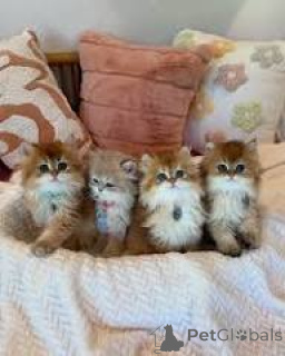 Foto №1. britisch langhaar - zum Verkauf in der Stadt Paris | 580€ | Ankündigung № 165521