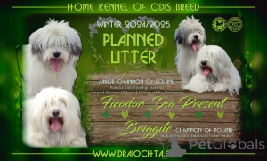 Foto №3. ODIS - Welpen mit FCI-Stammbaum. Polen