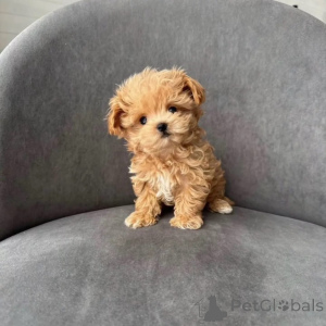 Foto №1. maltipu - zum Verkauf in der Stadt Andel | verhandelt | Ankündigung № 167216