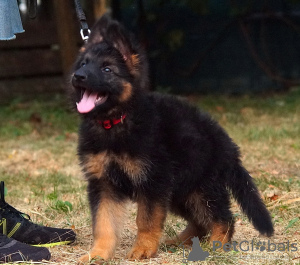 Zusätzliche Fotos: Wunderschöne dsh Deutsche Schäferhundwelpen.