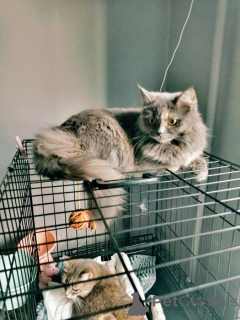 Foto №3. Grace, dessen Name Gnade bedeutet, sucht nach seinem Haus.. Russische Föderation