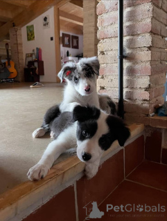 Foto №3. Der hübsche Border-Collie-Welpe ist heute ein glücklicher Hund. Belgien