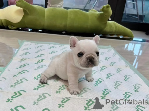 Foto №1. französische bulldogge - zum Verkauf in der Stadt Amstetten | 400€ | Ankündigung № 174907