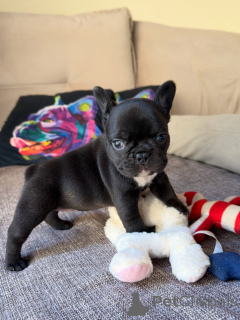Foto №2 zu Ankündigung № 169414 zu verkaufen französische bulldogge - einkaufen Frankreich züchter