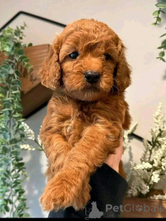 Foto №3. Havanesische Welpen zur Rehoming zur Verfügung stehen. USA