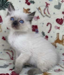 Foto №2 zu Ankündigung № 176610 zu verkaufen ragdoll-katze - einkaufen Australien quotient 	ankündigung