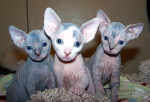 Foto №2 zu Ankündigung № 135789 zu verkaufen sphynx-katze - einkaufen USA quotient 	ankündigung
