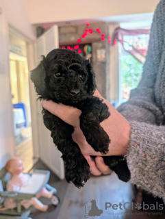 Foto №2 zu Ankündigung № 133683 zu verkaufen pudel (zwerg) - einkaufen USA quotient 	ankündigung