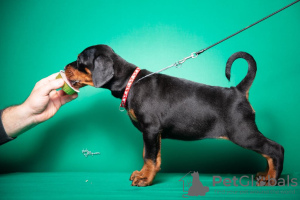 Zusätzliche Fotos: Dobermann-Welpen zu verkaufen