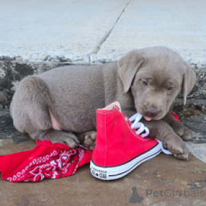 Foto №1. labrador retriever - zum Verkauf in der Stadt München | 388€ | Ankündigung № 166534