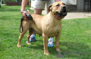 Foto №2 zu Ankündigung № 110398 zu verkaufen boerboel - einkaufen Serbien züchter