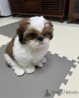 Foto №3. Viele Menschen lieben es, Shih Tzu zu Hause zu kochen. Polen