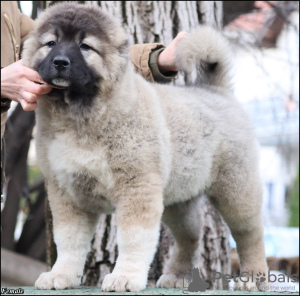 Zusätzliche Fotos: Kaukasische Schäferhundwelpen