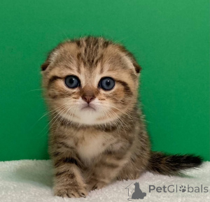 Foto №4. Ich werde verkaufen ragdoll-katze in der Stadt Weißrussland.  - preis - verhandelt